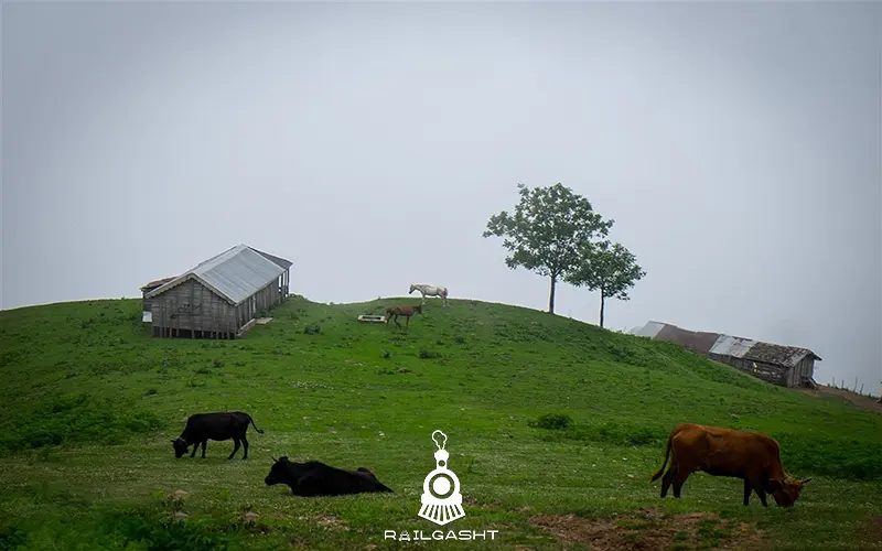 منظره عمومی از ییلاق گیلان