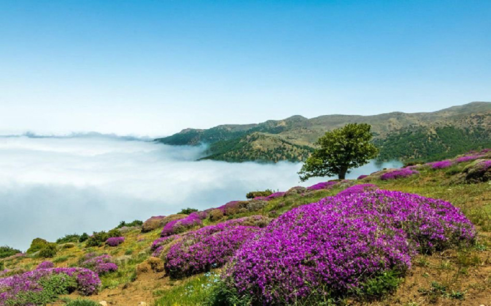 جنگل ابر تا آبشار مجن